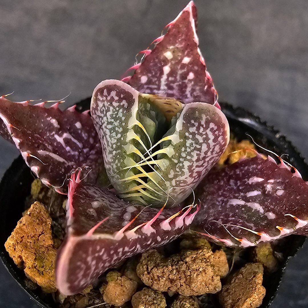 多肉植物 フォーカリア 魔獣の肉×紅蓮地獄(実生苗です)