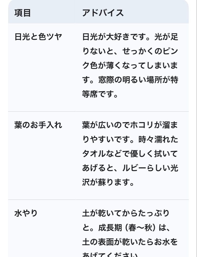 フィカス　ルビー　8号