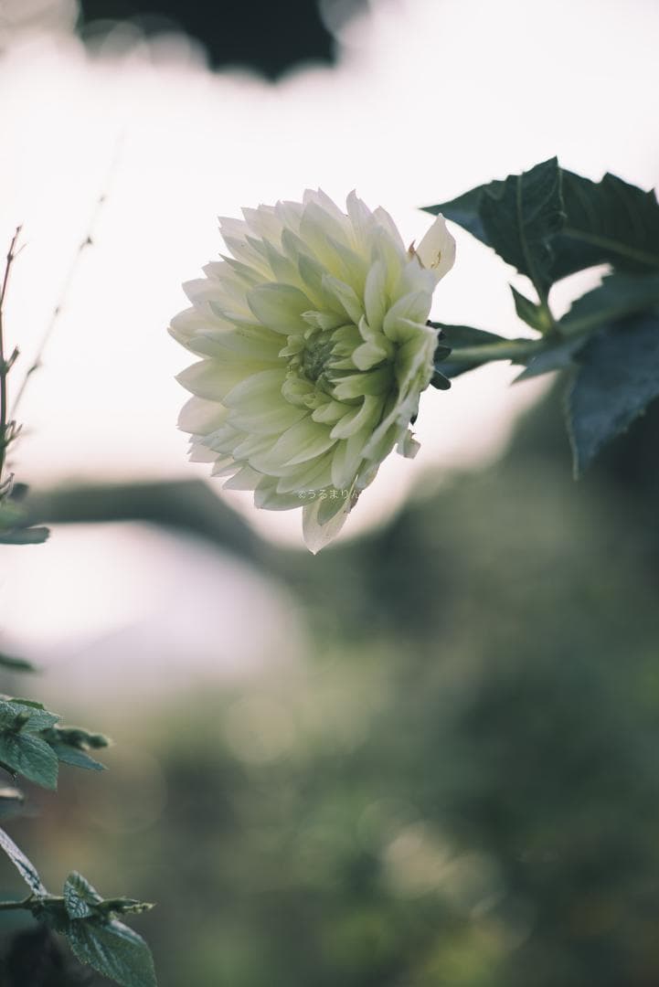 日独融合！中身もライカ！Leica Elmar-c 90mm F4