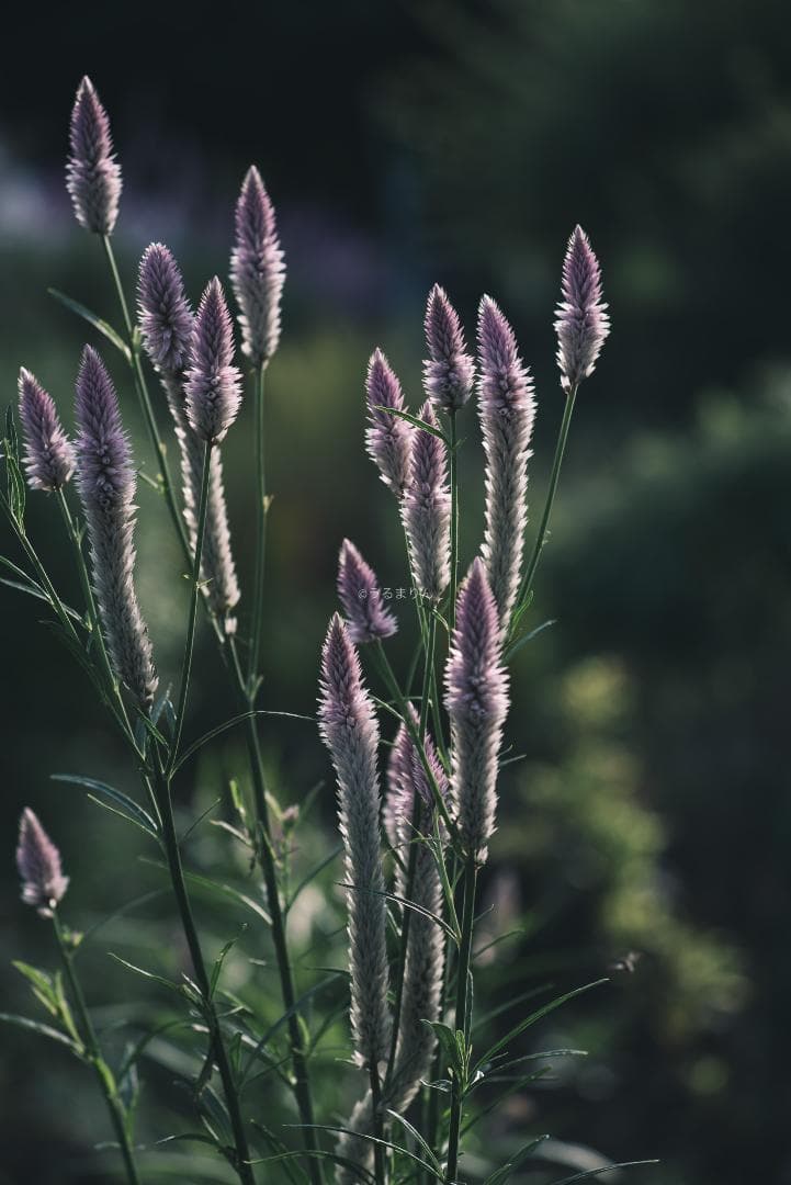 日独融合！中身もライカ！Leica Elmar-c 90mm F4
