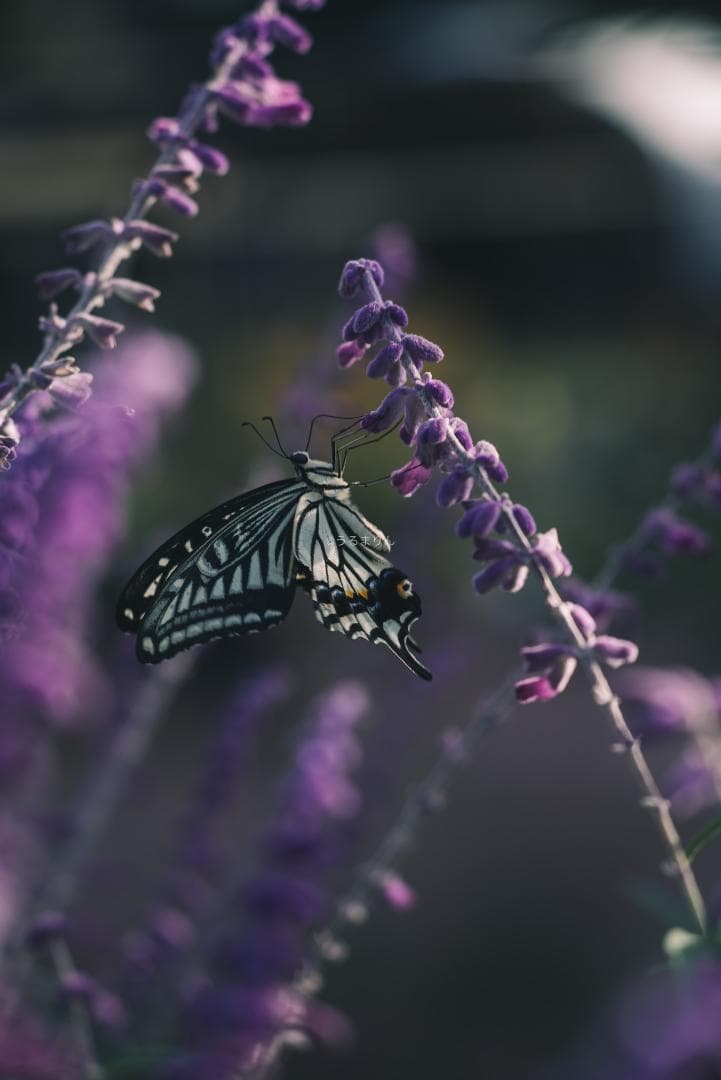 日独融合！中身もライカ！Leica Elmar-c 90mm F4