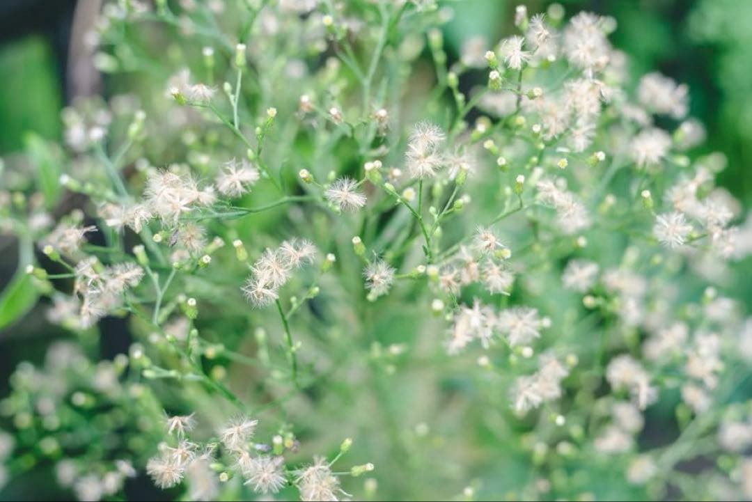 レンズ(単焦点) Voigtlander Nocton classic SC 40mm f1.4