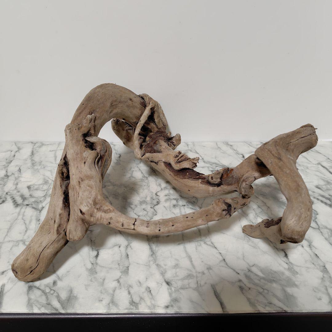 アク抜き済み流木【847】セール