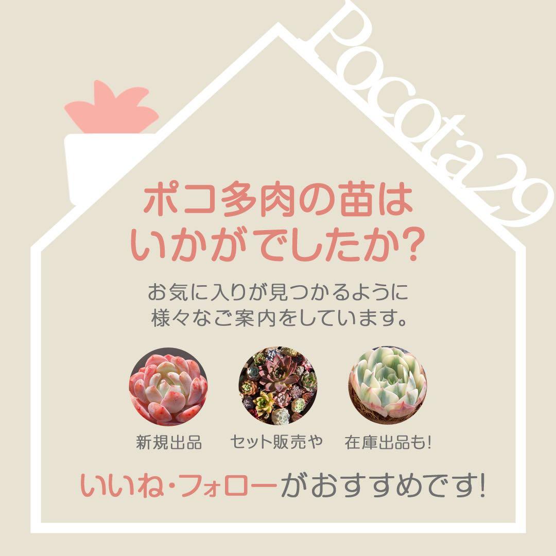 エケベリア　韓国苗　リラシナ錦　多肉植物　ポコ多肉