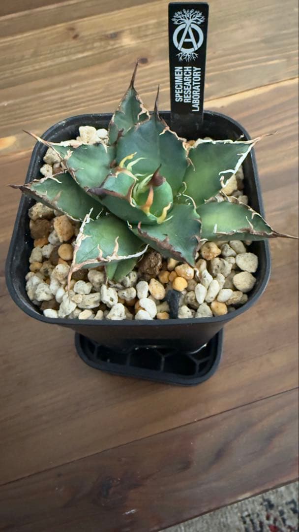 ハイブリッド　アガベ　ホリダ×エボリスピナ