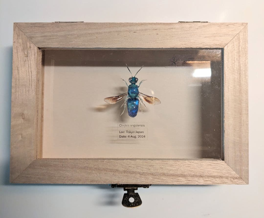 クロバネセイボウ　３５ミリ