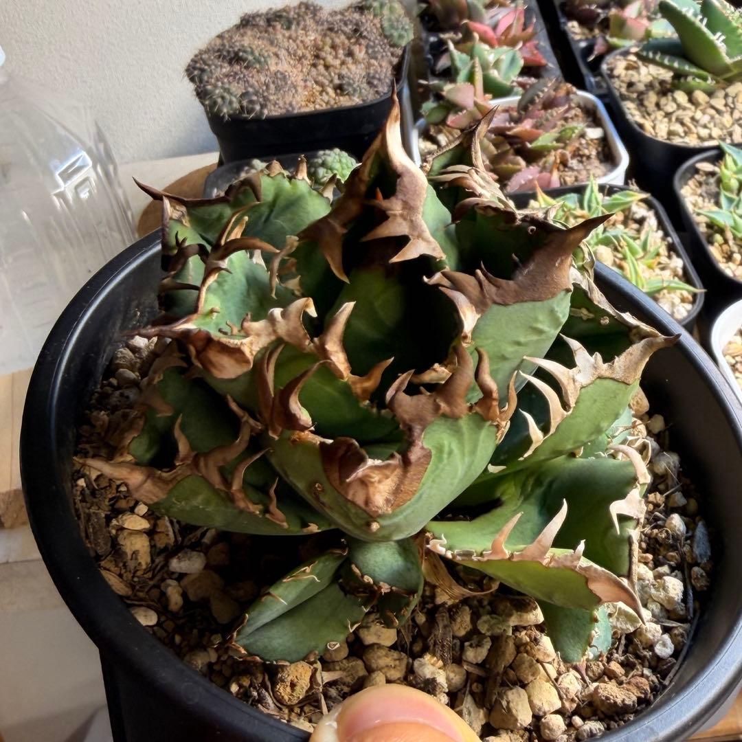 【更新】皇冠　アガベ　子株4個付き親株　発根済み