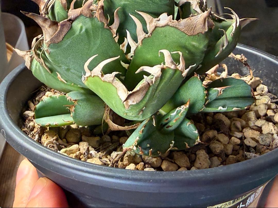 【更新】皇冠　アガベ　子株4個付き親株　発根済み