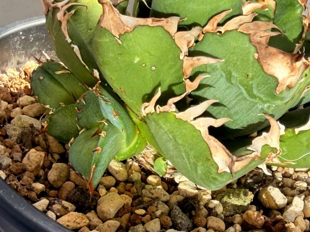 【更新】皇冠　アガベ　子株4個付き親株　発根済み