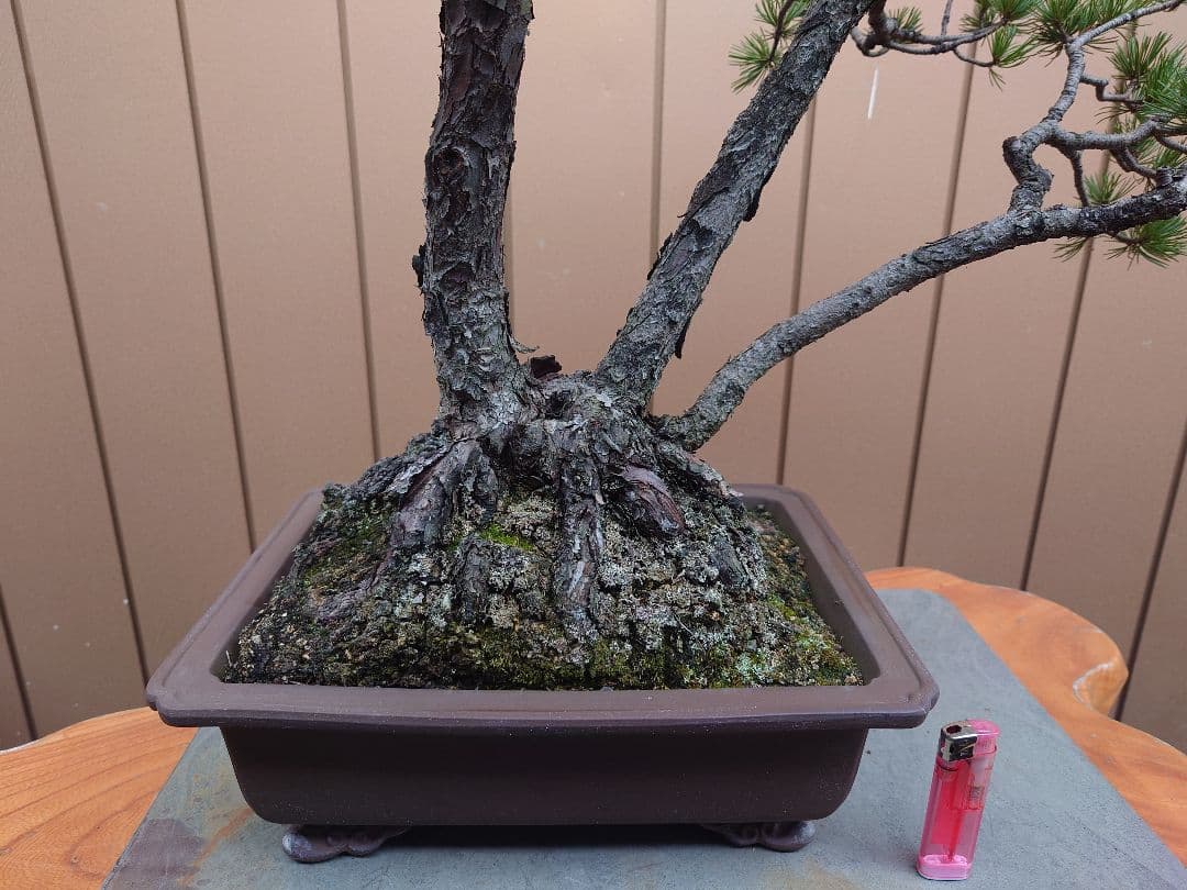 盆栽　盆栽　五葉松　樹高62cm