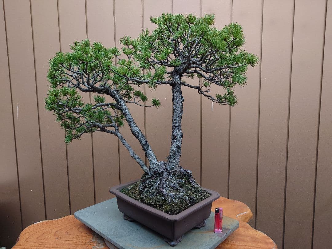 盆栽　盆栽　五葉松　樹高62cm