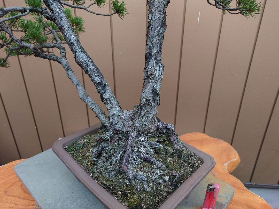 盆栽　盆栽　五葉松　樹高62cm