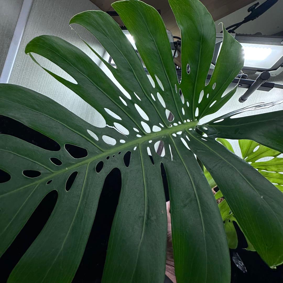 s*8様 モンステラデリシオーサマクロコズム超希少系統鉢植え86㎝