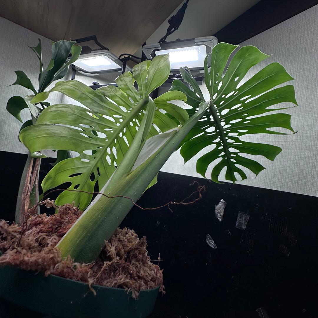 s*8様 モンステラデリシオーサマクロコズム超希少系統鉢植え86㎝