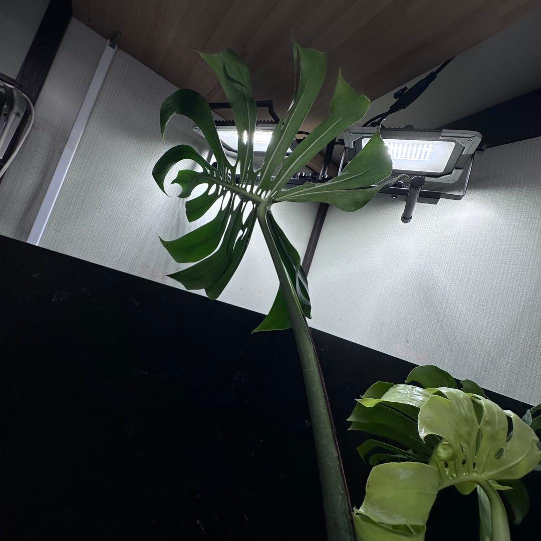 s*8様 モンステラデリシオーサマクロコズム超希少系統鉢植え86㎝