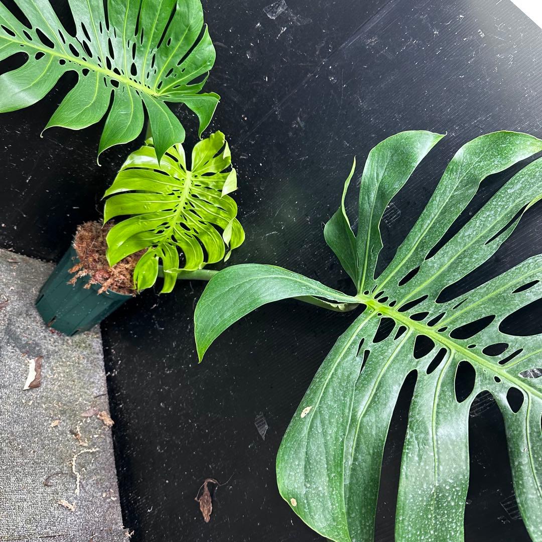 s*8様 モンステラデリシオーサマクロコズム超希少系統鉢植え86㎝