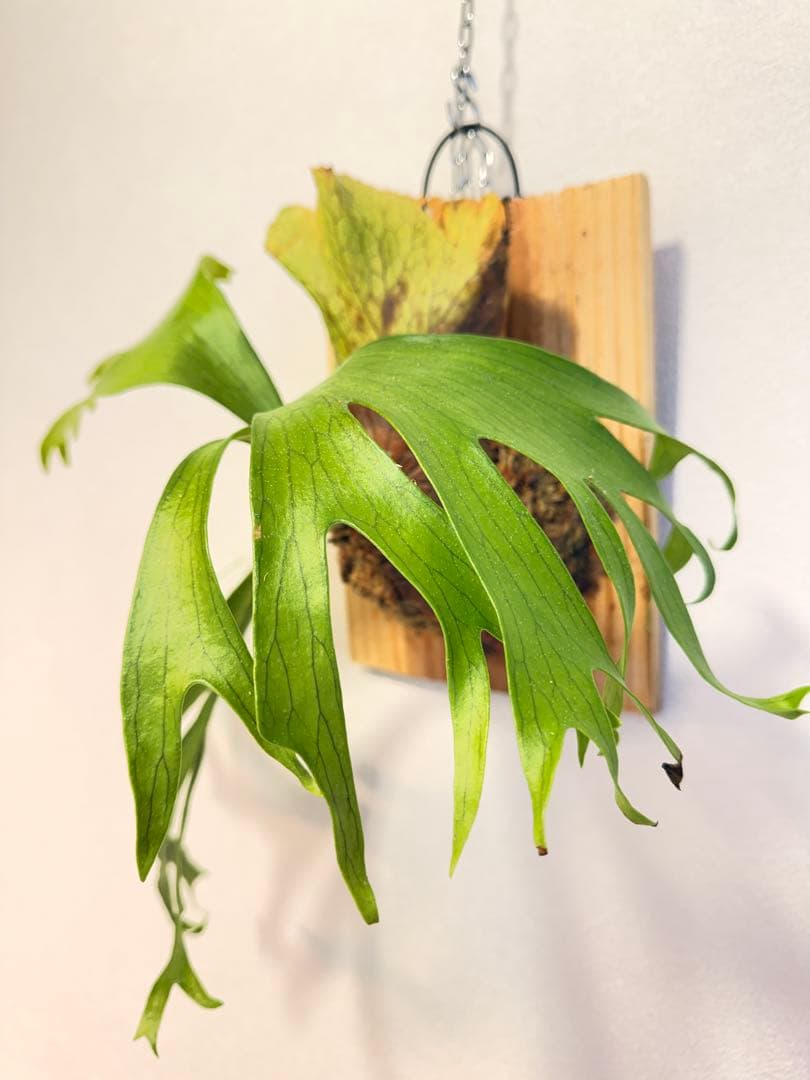 Green Nook　ビカクシダP. Flamenco