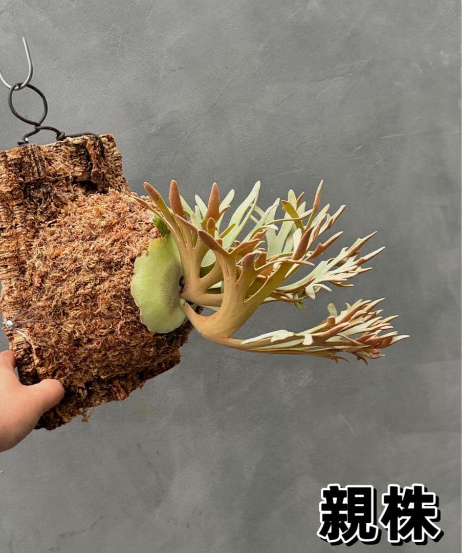 佐*武様 ビカクシダP.willinckii Golden Boy sporeド