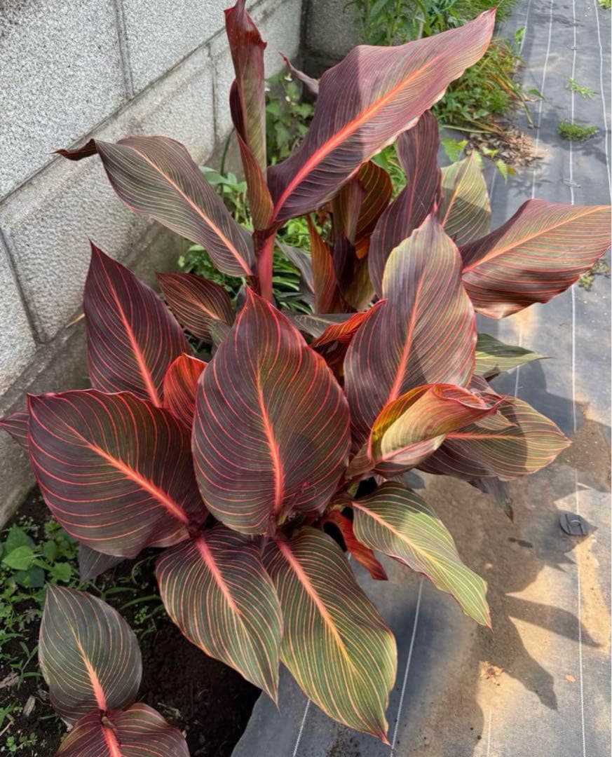 カンナ　オレンジ色花咲く　1株30cm前後苗