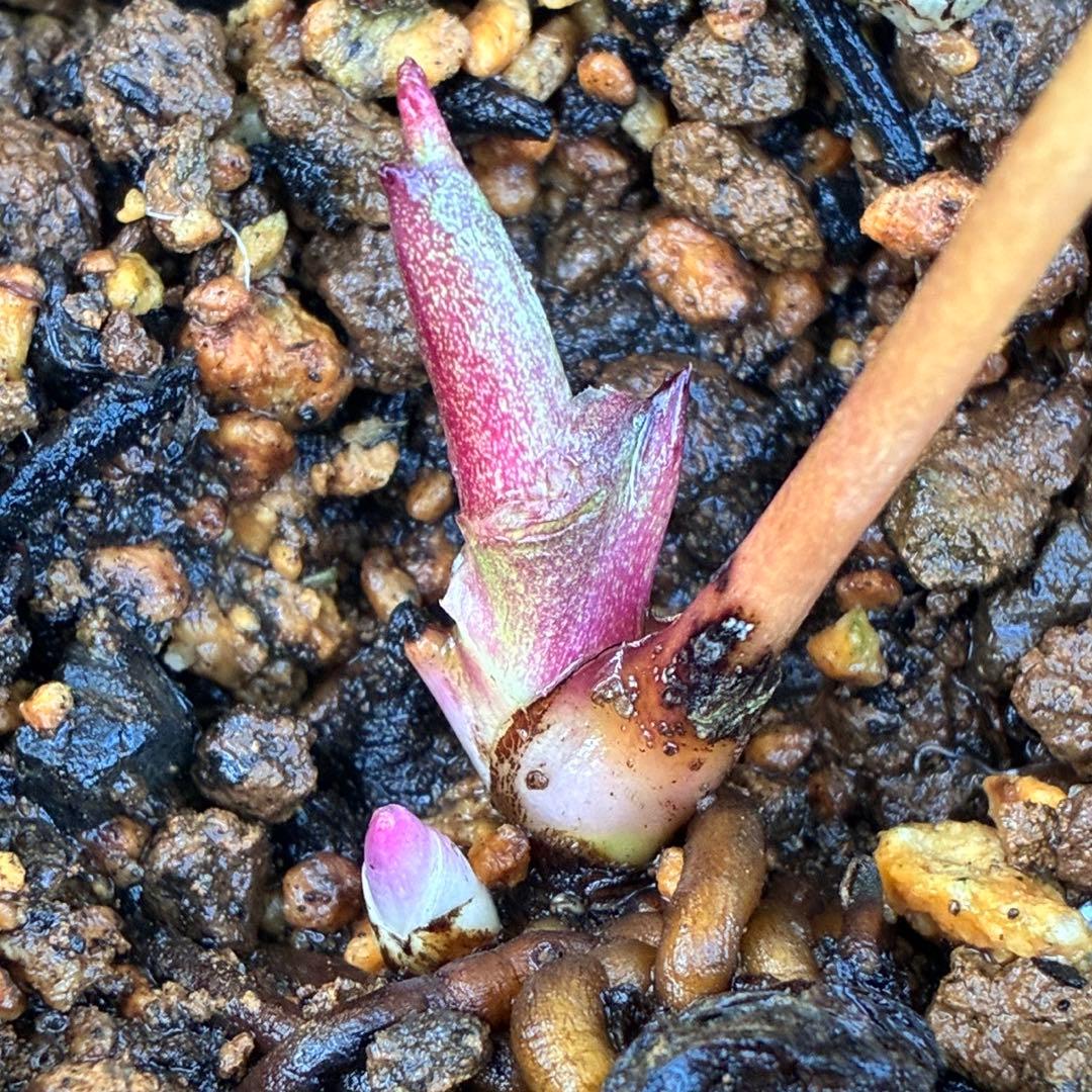 の*ん様 3319⭐️唯一無二⭐️超特殊⭐️白ブチ⭐️オーレア⭐️薄いフィルム的