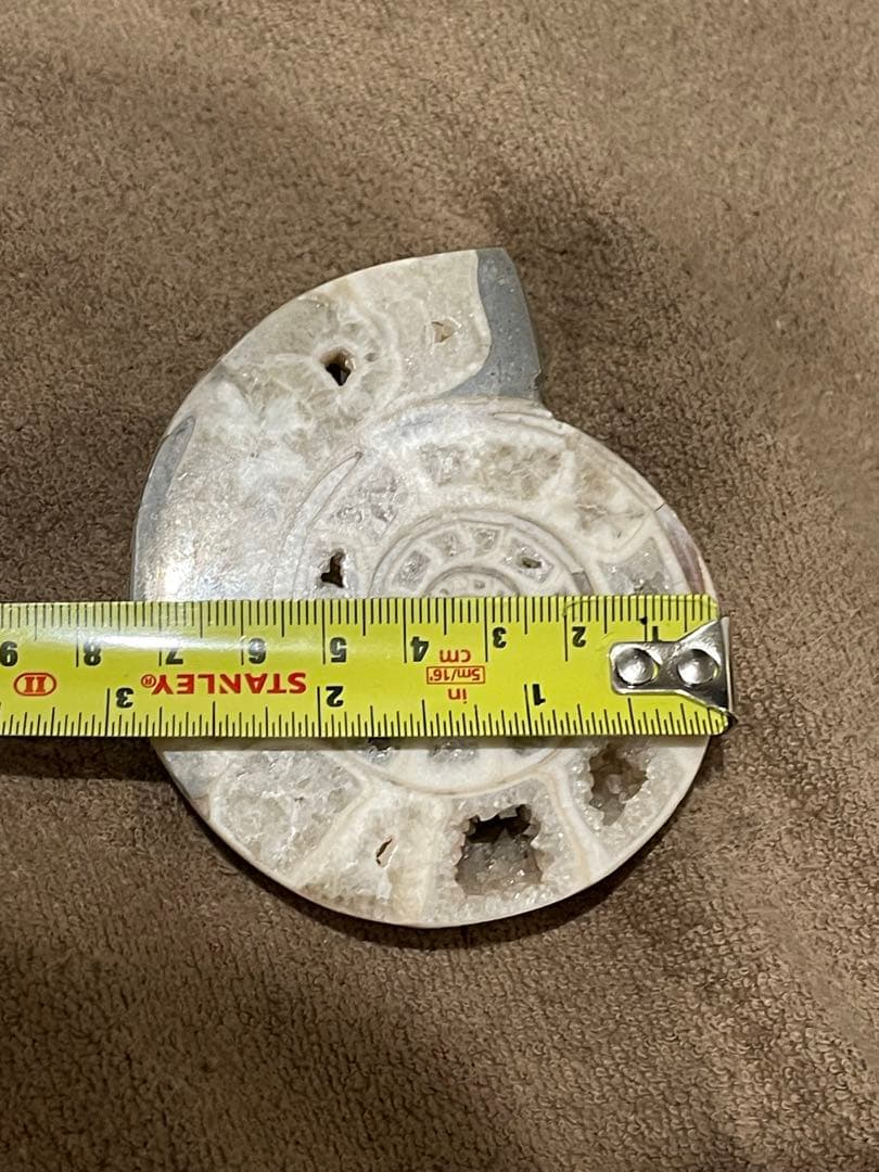 オウムガイ　化石