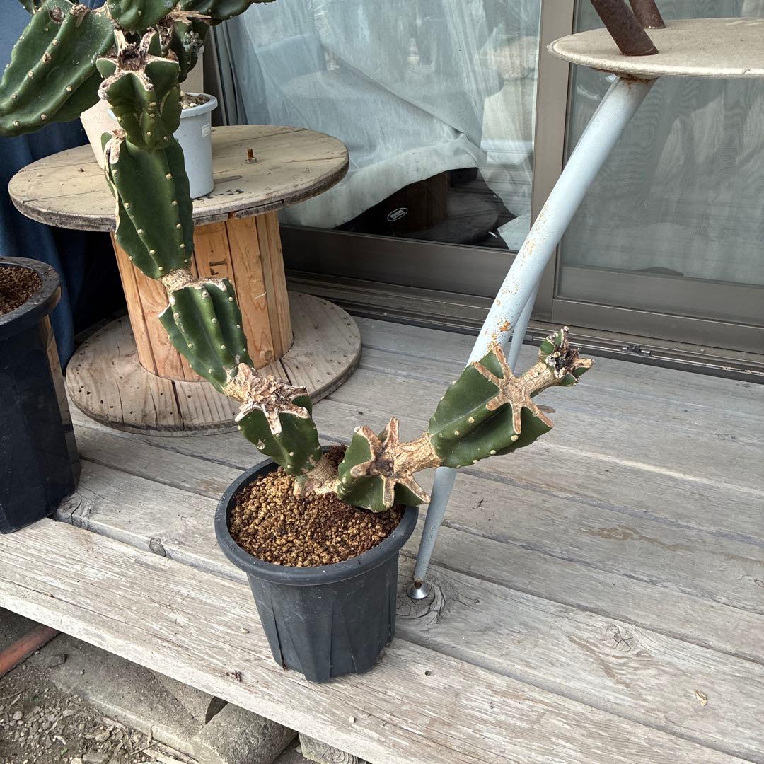 柱サボテン　棘無し　鬼面角　ブランチ　9月16日