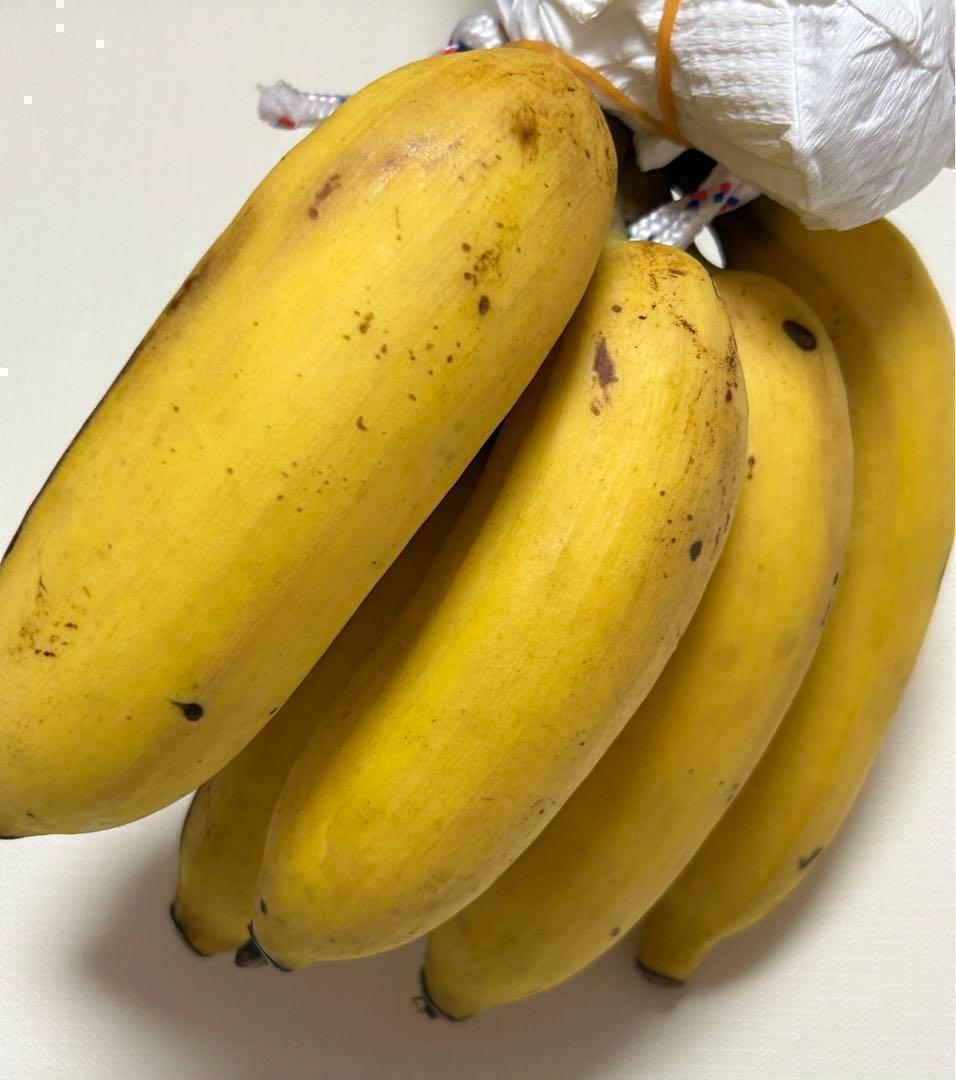 絶対糖度210cmモンスター苗◆ドワーフ・キングナムワ◆関東可 低木　耐寒性最強