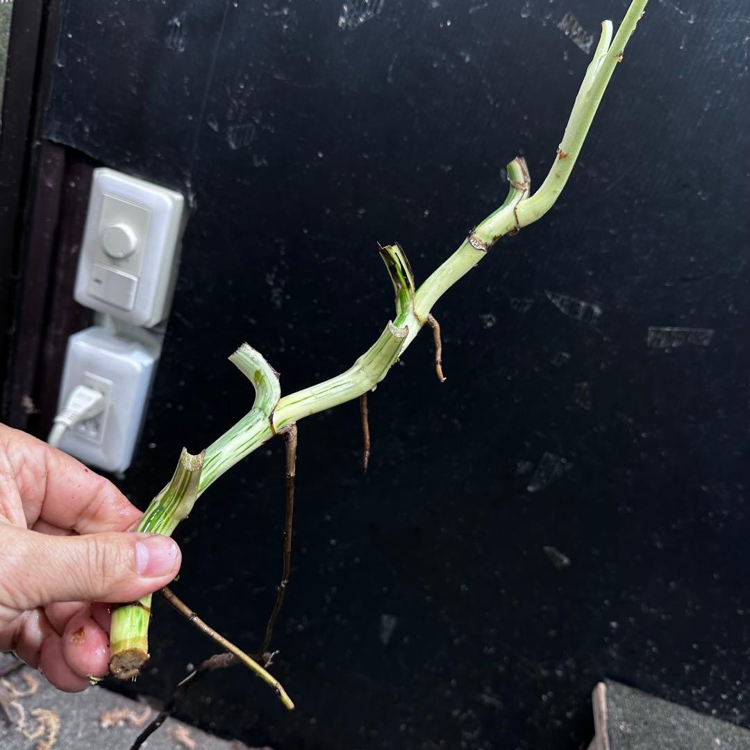 な*け様 斑入りモンステラホワイトタイガー茎7株おまとめ