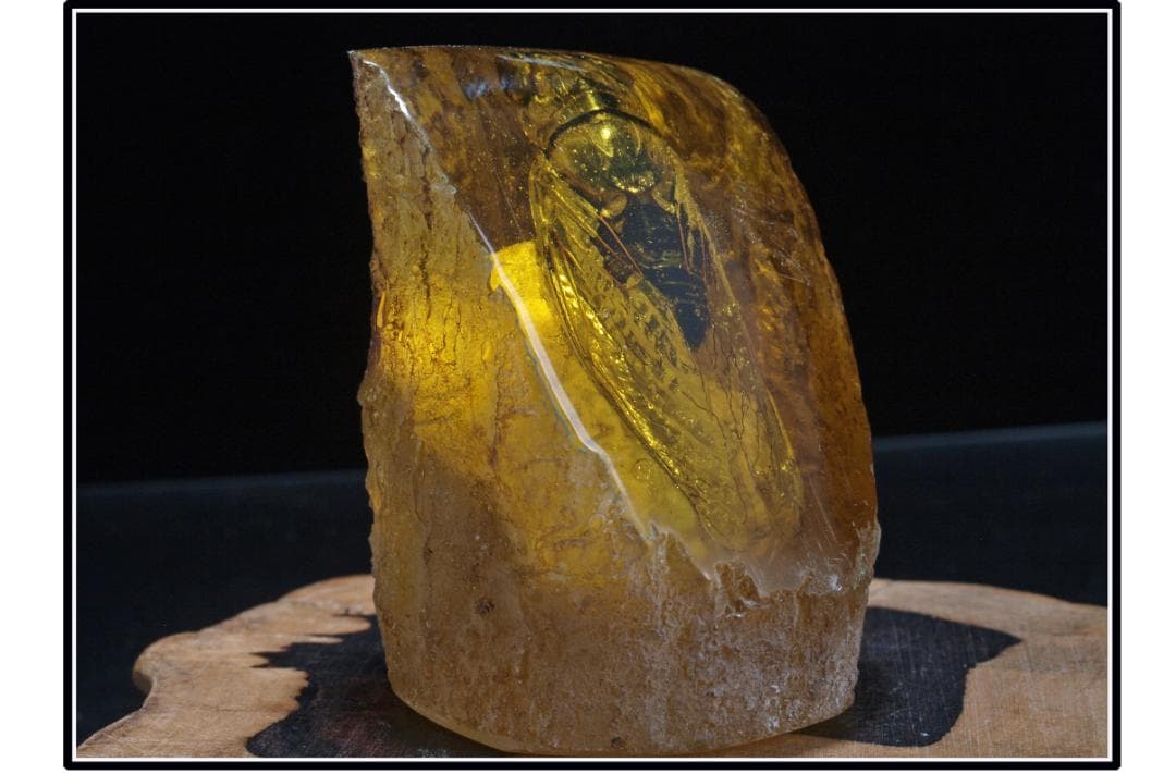 旧家初心だし　中国時代の化石　天然琥珀サソリ古美術 DE1656D4-2