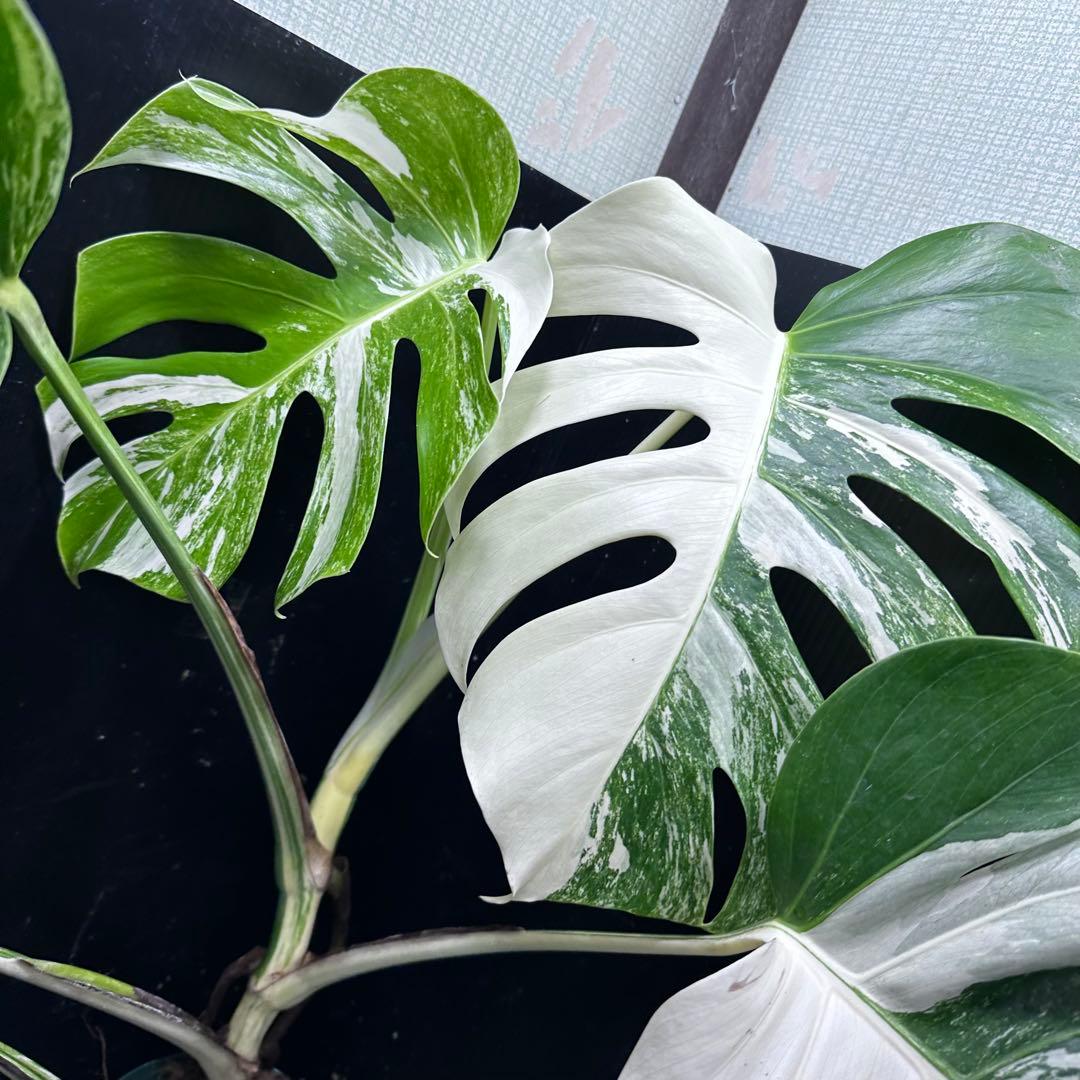 く*※様 斑入りモンステラ ホワイトタイガー極美大株74cm白斑多