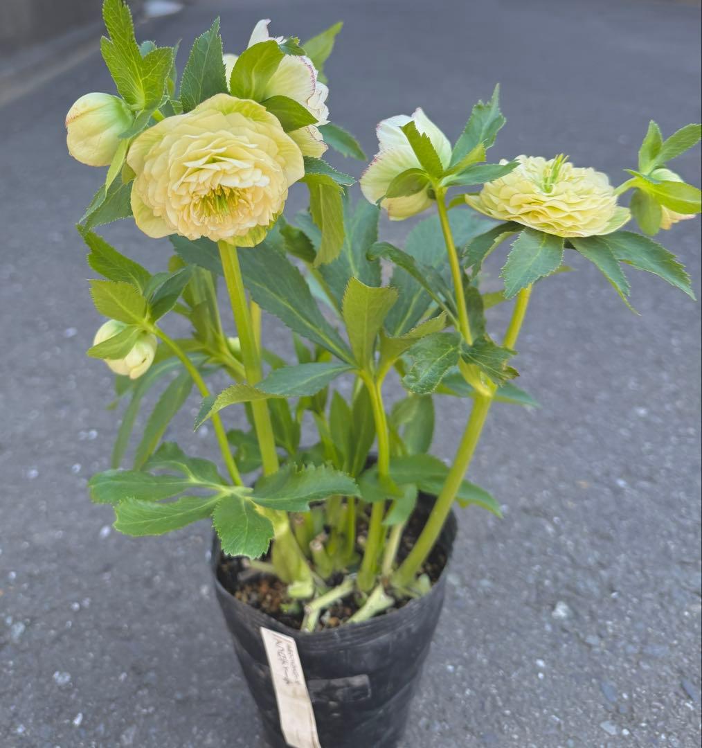 ★専用　ジャスミン様ゴージャス！大株アフロディーテ　多弁★クリスマスローズ開花株