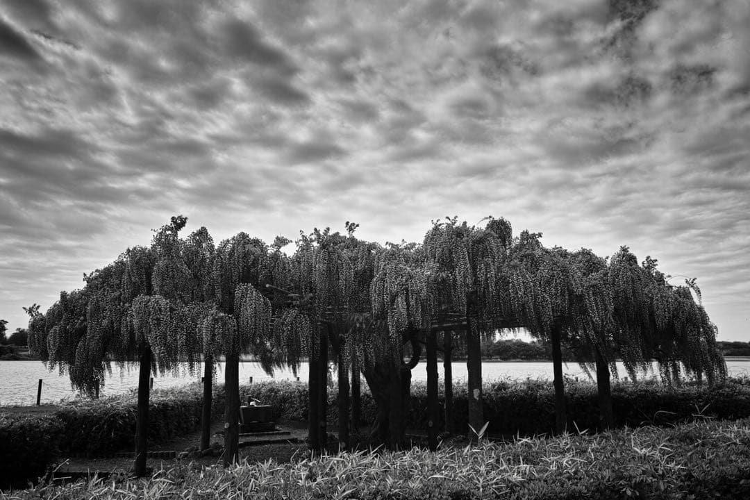 SIGMA DP1 Merrillコンパクトデジタルカメラ