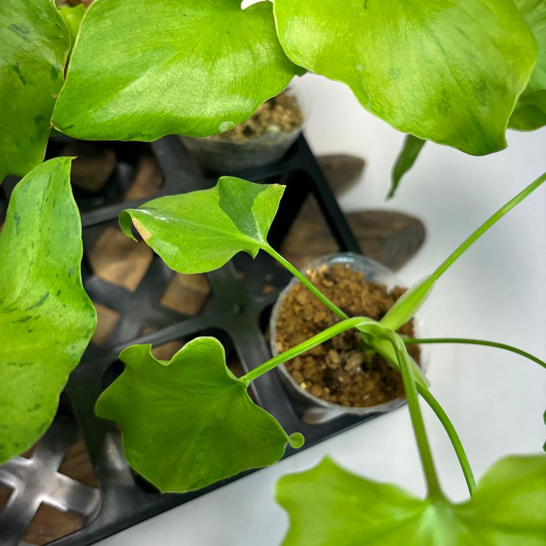 壱*）様 5株セットms144selloum Var フィロデンドロン・セローム