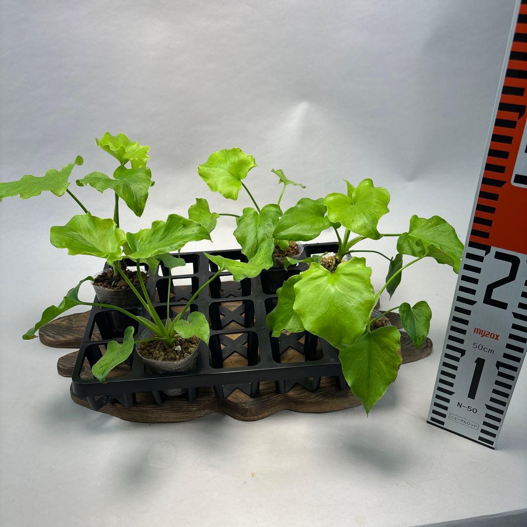 壱*）様 5株セットms144selloum Var フィロデンドロン・セローム