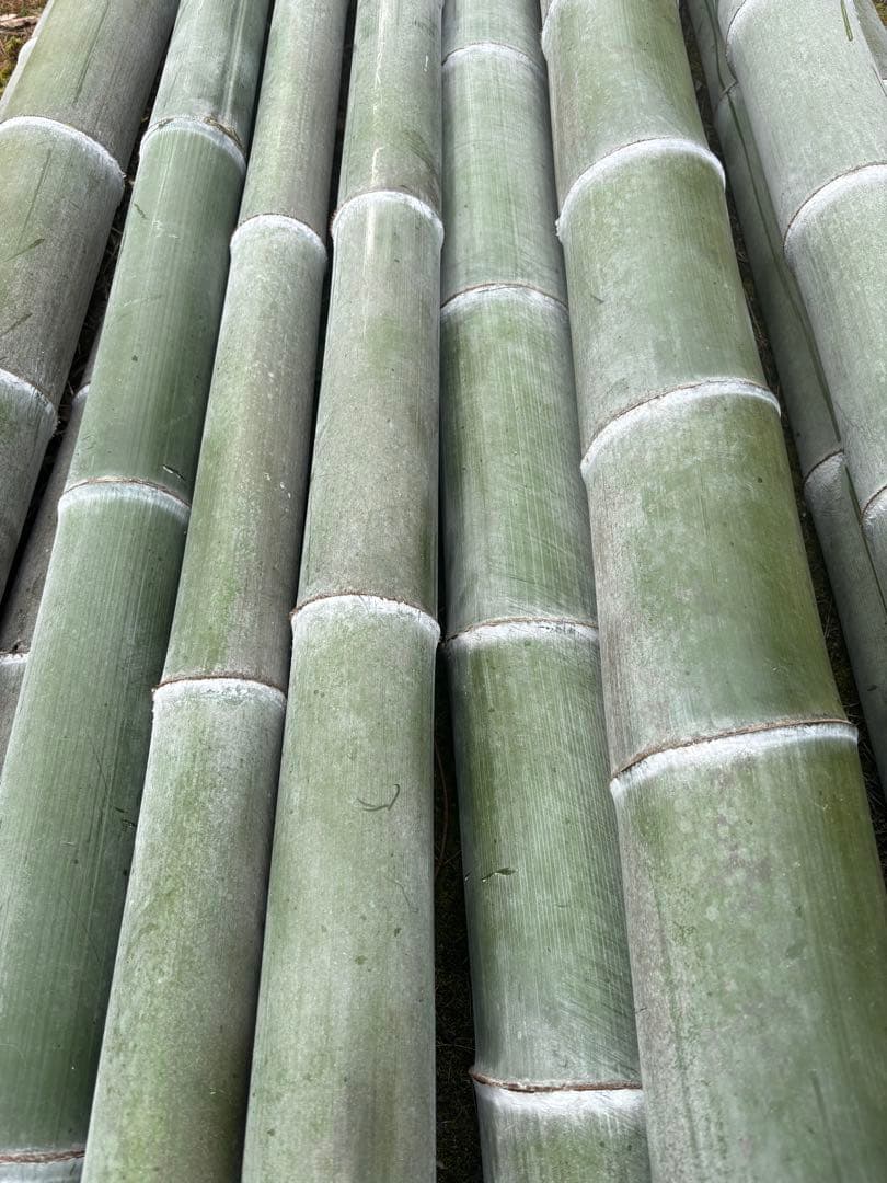 竹　門松エディブルフラワー　飾り葉