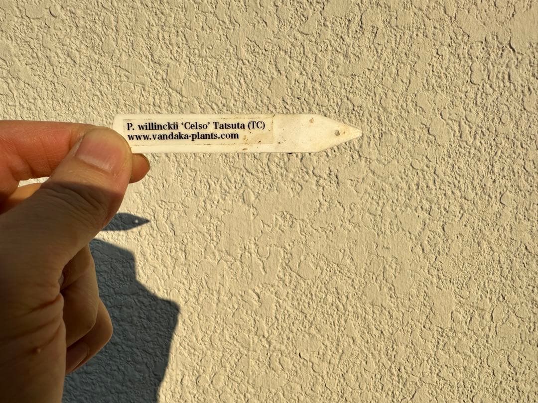 ビカクシダ　ウィリンキー　セルソタッタ　TC