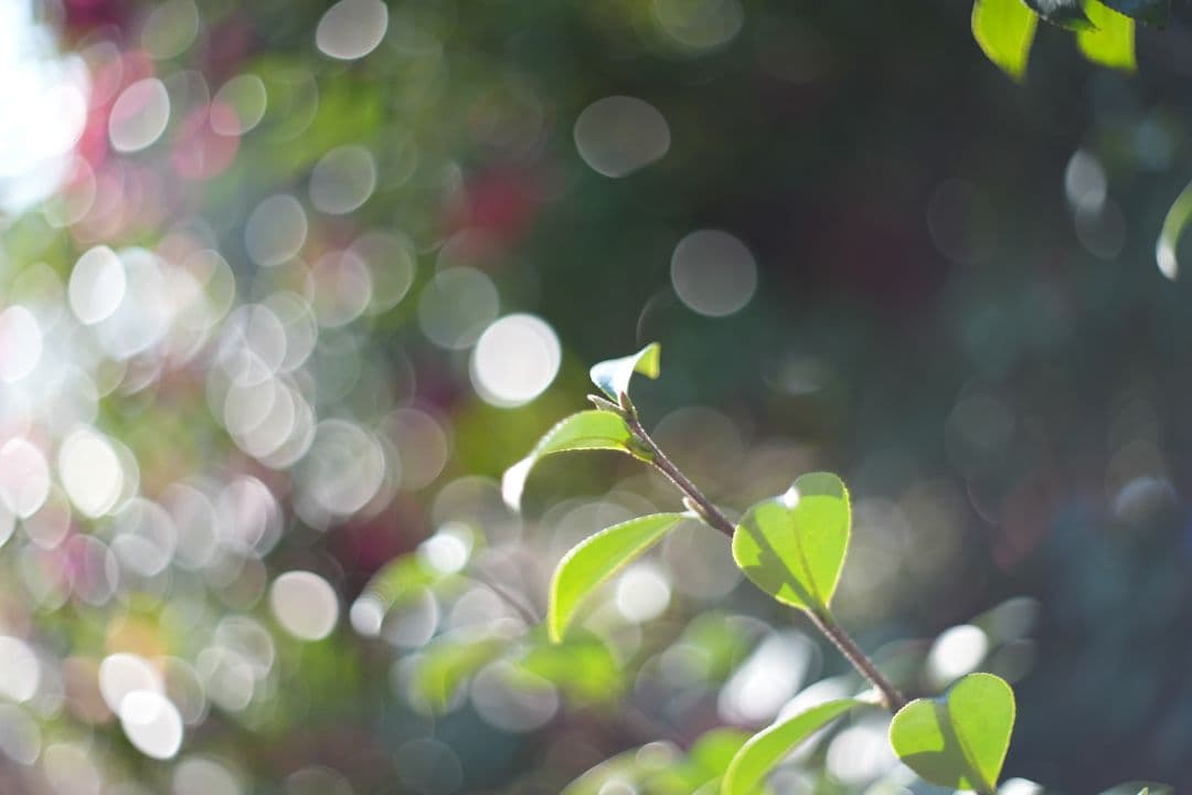 Oreston 50mm f1.8 前期型 M42 おすすめクセ玉オールドレンズ