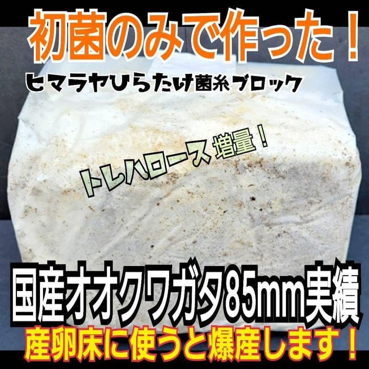 極上！ヒマラヤひらたけ菌糸ブロック【7個】初菌のみ使用！国産オオクワ85ミリ実績