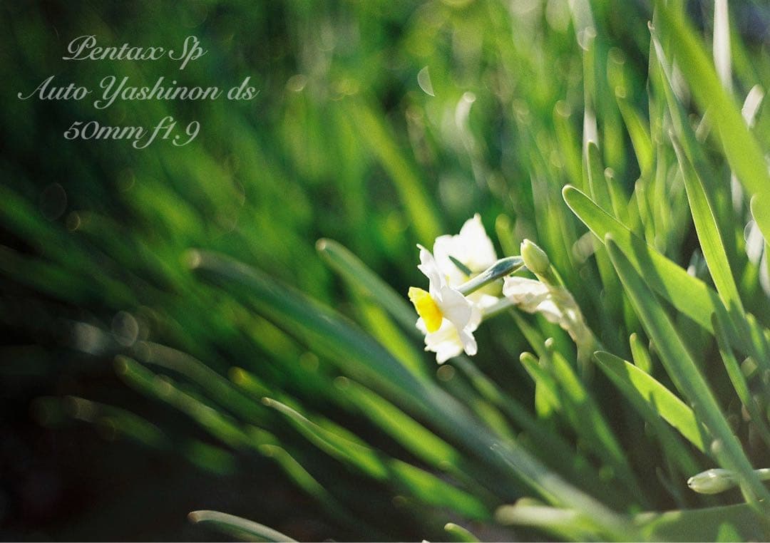 ヤシカyashinon ds f1.9+pentax sp 完動品＊美品