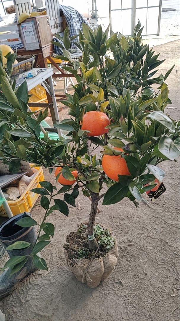 がんもさま専用出品 せとか3年生 登録品種 苗木