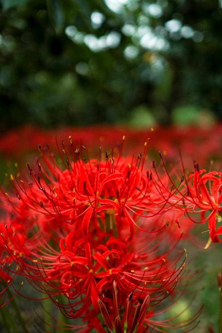 SONY ミラーレス一眼カメラ α6500（ILCE-6500） 本体