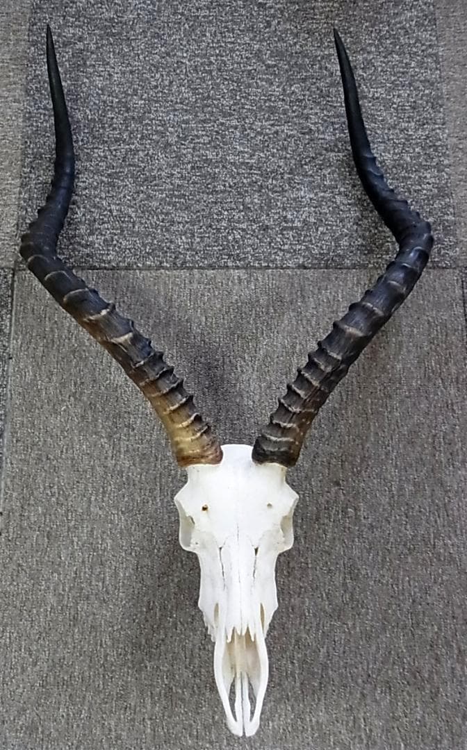 アフリカ便！インパラ スカルホーン B