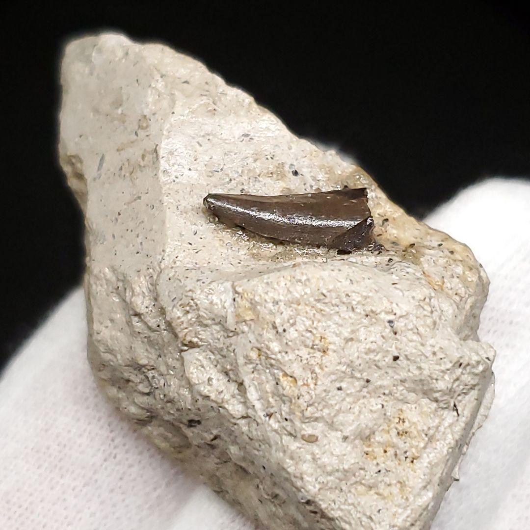 母岩付き ヌテテス 歯 本物 化石 フランス産 45.27mm  fr134