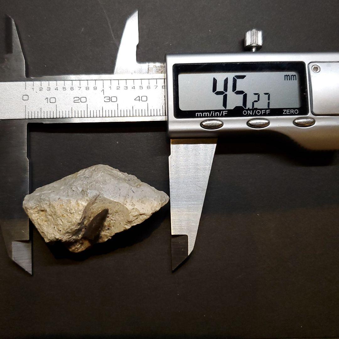 母岩付き ヌテテス 歯 本物 化石 フランス産 45.27mm  fr134