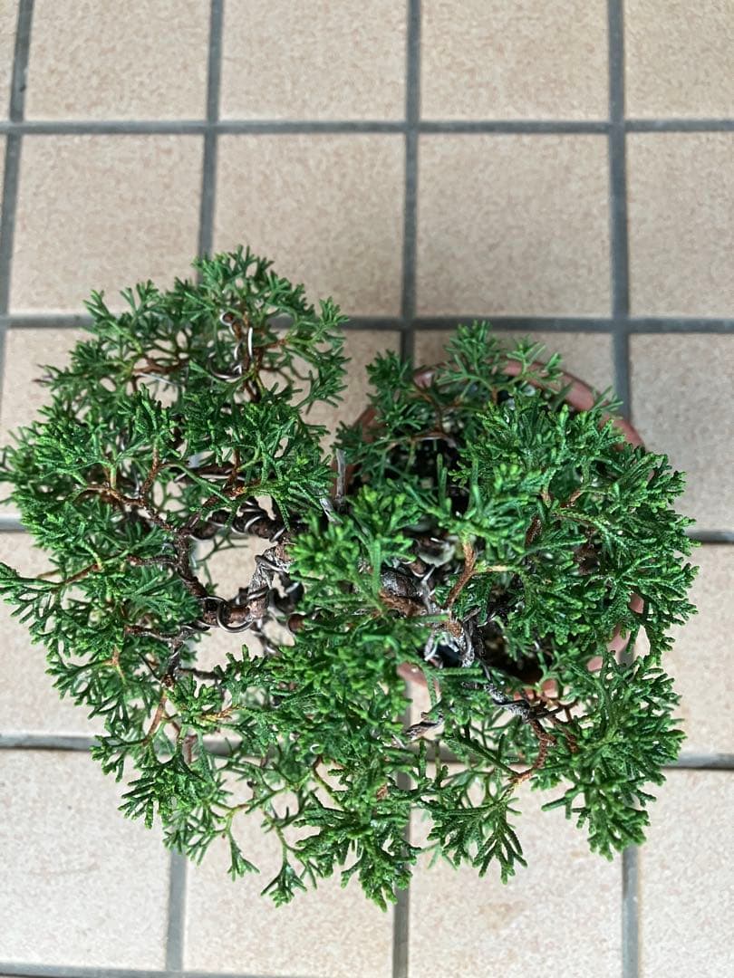 陸*奥様 石鎚山の真柏　美しい樹形でジン舎利のバランスが超魅力！　★大幅値下げ超