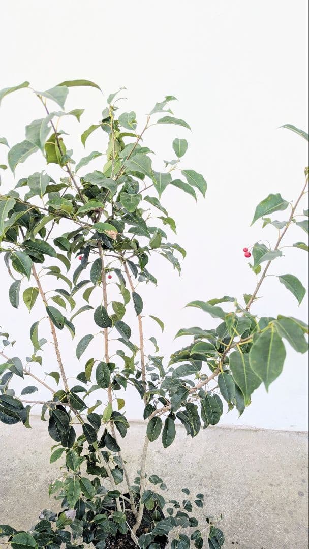 山採り養成。鉢植えソヨゴ。