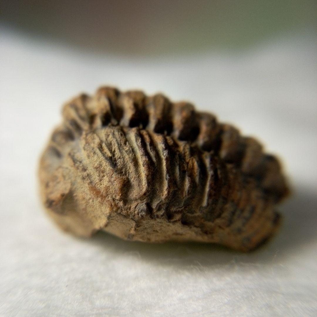 三葉虫　化石　三葉虫化石　究極のレトロ　小さい化石　fossil　化石管理番号①