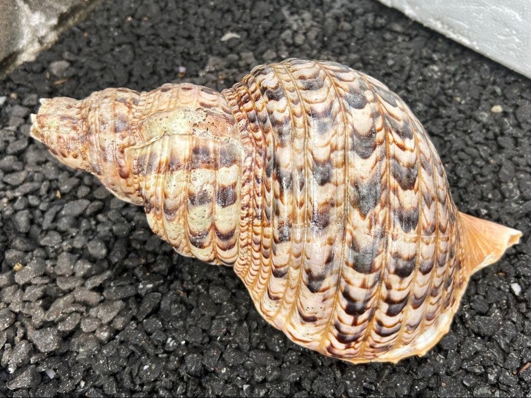 法螺貝　直線31cm 903g