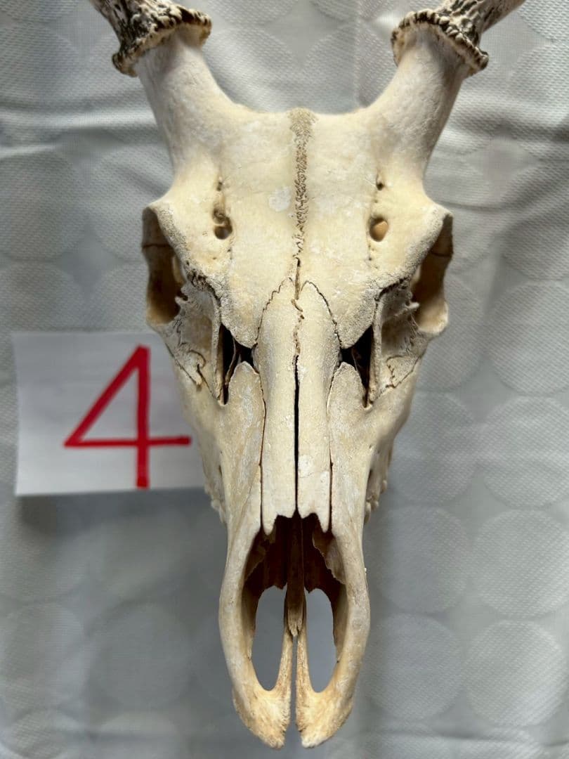 ④[1点もの] ハンティングトロフィー　鹿の角　頭蓋骨　日本鹿　スカル