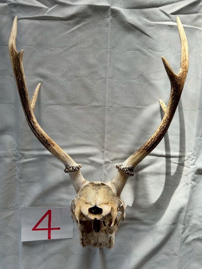 ④[1点もの] ハンティングトロフィー　鹿の角　頭蓋骨　日本鹿　スカル
